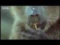 Monkeys eating shark eggs and other strange animal behavior - ocean animals - BBC wildlife