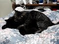 i miss my cats