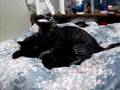 i miss my cats