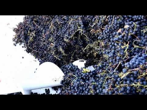 Video of Agriturismo Castello di Selvole