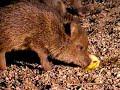 Give an egg to a Javalina?? Give an egg to a Javalina??