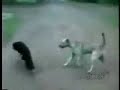 Mahinda Trys to Flirt with Sarath Fonseka's Training Dog!