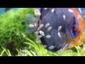 Pisces Pet Emporium Discus Fry Dec 14th 2012