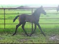 Vivaz - black purebred PRE 2008 filly for sale
