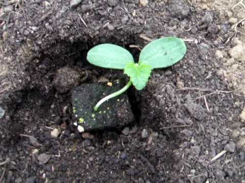 how to transplant butternut squash