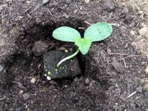 how to transplant squash