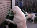 Labrador genius