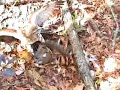 SCFA Squirrel Hawking SCFA Squirrel Hawking