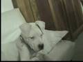 videos de VALENTINA PRESENTA- Boson, el Dogo