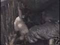 Crueldade contra ganços e patos...Parte 1