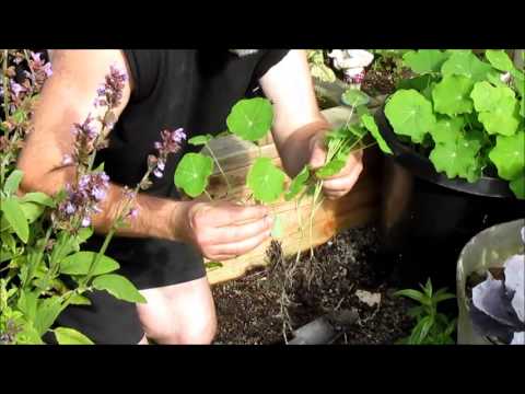 how to transplant nasturtiums