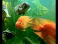 Flowerhorn,Red Devil,Blood parot,frontosa,Dolchi Flowerhorn,Red Devil,Blood parot,frontosa,Dolchi