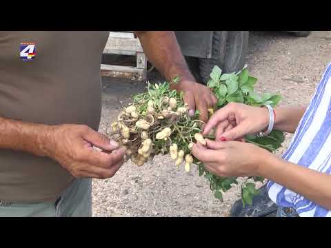 Productores preocupados por el anuncio de importación de maní desde Brasil