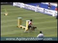 Agility Dogs ... FOR LIFE! Agility Dogs ... FOR LIFE!