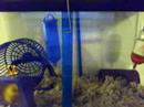 Happy gerbils