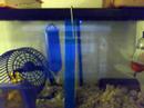 Happy gerbils