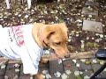 Dog picks Giants +3 vs Cowboys