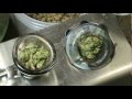DAVE'S FANTASY BOWL : SUPER STONY SATURDAYS : The WEED Report Un-cut the weed report dave warden marijuana thc chronic blunt smoke