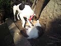muslum (cat) sekip (dog) are the best playing buddies. More of their stories will be posted on youtube.