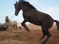 fantasia et chevaux(2)