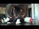 I CAN HAZ ZOMBIE PLUSH!
