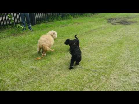Goldendoodle puppy. Family raised,