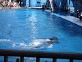 shamu goes crazy on people