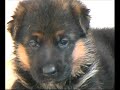 CUCCIOLI parte III Deutsche Schaferhund CUCCIOLI parte III Deutsche Schaferhund