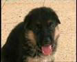 CUCCIOLI parte III Deutsche Schaferhund