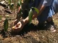 After Care of Your Plants