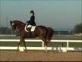 Urvin, 2001 KWPN Gribaldi gelding