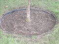 How to protect trees in the lawn