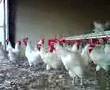 Granja Torres: Gallos raza prat de plumaje blanco