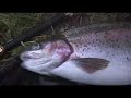Avington Trout Avington Trout