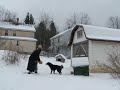 Dogs Freeze in Pennsylvania While Waiting for a Law