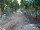 14 YZ 250
