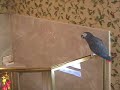 talking-parrot.html