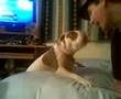 Vicious Pit Bull Tears a boys face off!!!