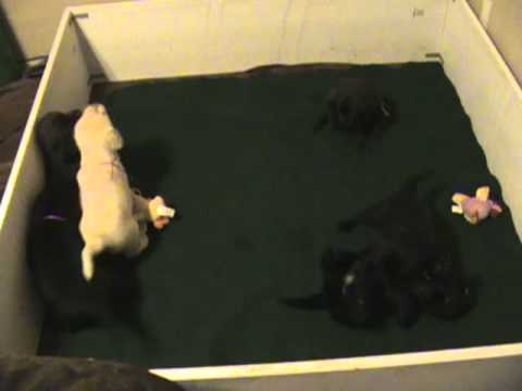 Ricochet Labradors English Labrador puppies 4 weeks old