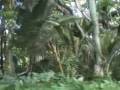 hawaiian holiday
