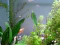 Aquarium planted with natural inspired aquascaping in rivers of Serra da Bodoquena  MS  Brazil  Aquário natural plantado com aquascaping inspirado nos rios da Serra da Bodoquena  MS  Brasil 
