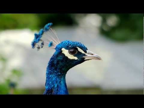 how to turn on flash fz200
