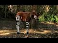 Okapi Calf is Born