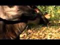 Okapi Calf is Born