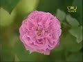 Yemen Music Ali Al-Ansee Eid Mobarak (better sound quality) Yemen Music Ali Al-Ansee Eid Mobarak (better sound quality)