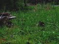 some baby ducks action from last spring, along with some music from tom t. hall