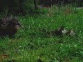 Tom T. Hall - I Love - Little Baby Ducks