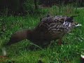 some baby ducks action from last spring, along with some music from tom t. hall