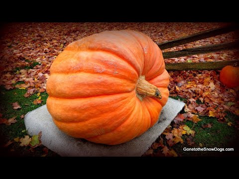 how to keep pumpkins from rotting on the vine