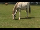 DJTORA EN PARAPENTE, VIDEO DE TOMAS, EN PINKFLY